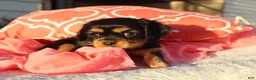 Cavalier King Charles Spaniel dogs for sale: Luna - Ad 2