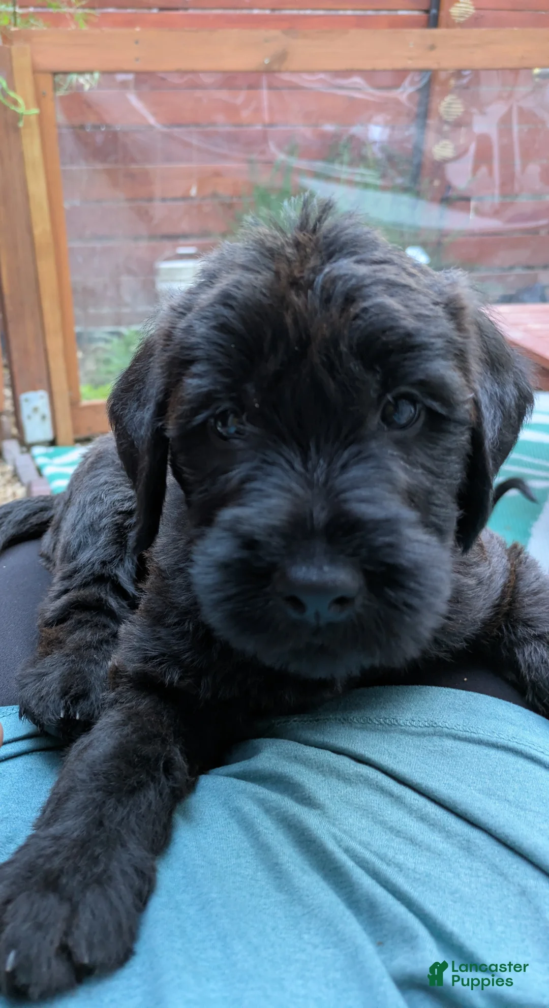 Mixed Breed dogs for sale: Green Bean - Ad 1