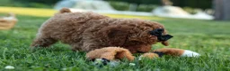 Miniature Poodle dogs for sale:  Thor🐾💙 - Ad 6