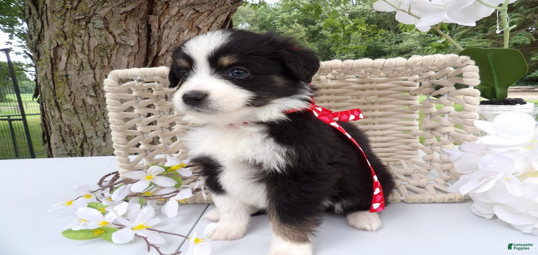 Gallery Image {{count}}