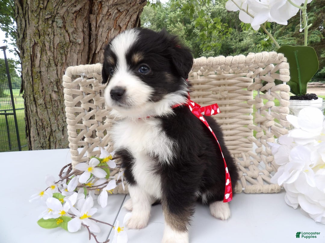 Gallery Image {{count}}