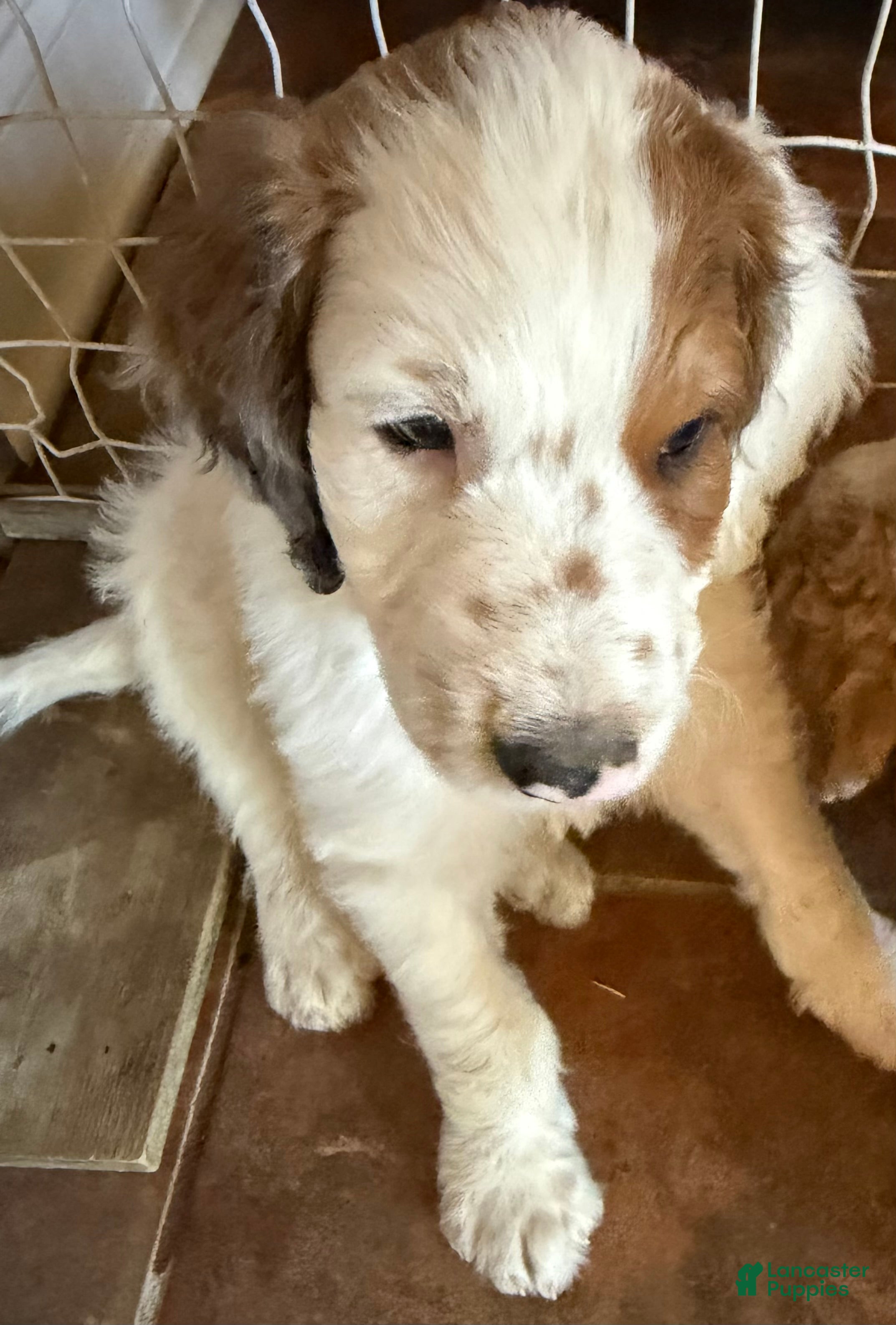 Aussiedoodle dogs  Bullseye - Ad 16