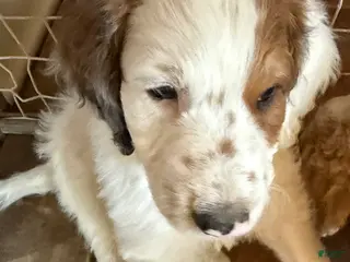 Aussiedoodle dogs Bullseye - Ad 16