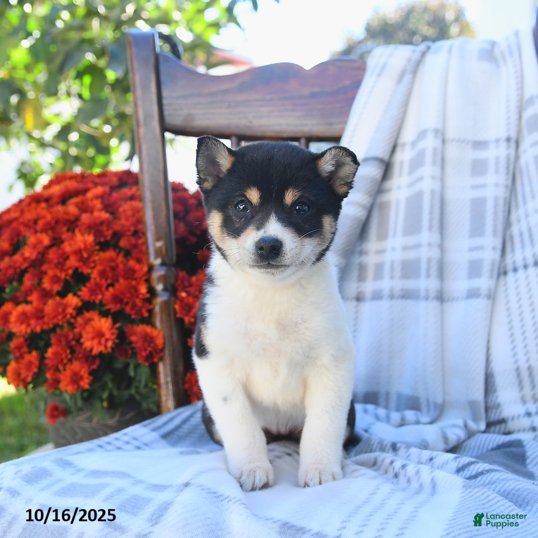 Shiba Inu dogs for sale: Tulip - Ad 8