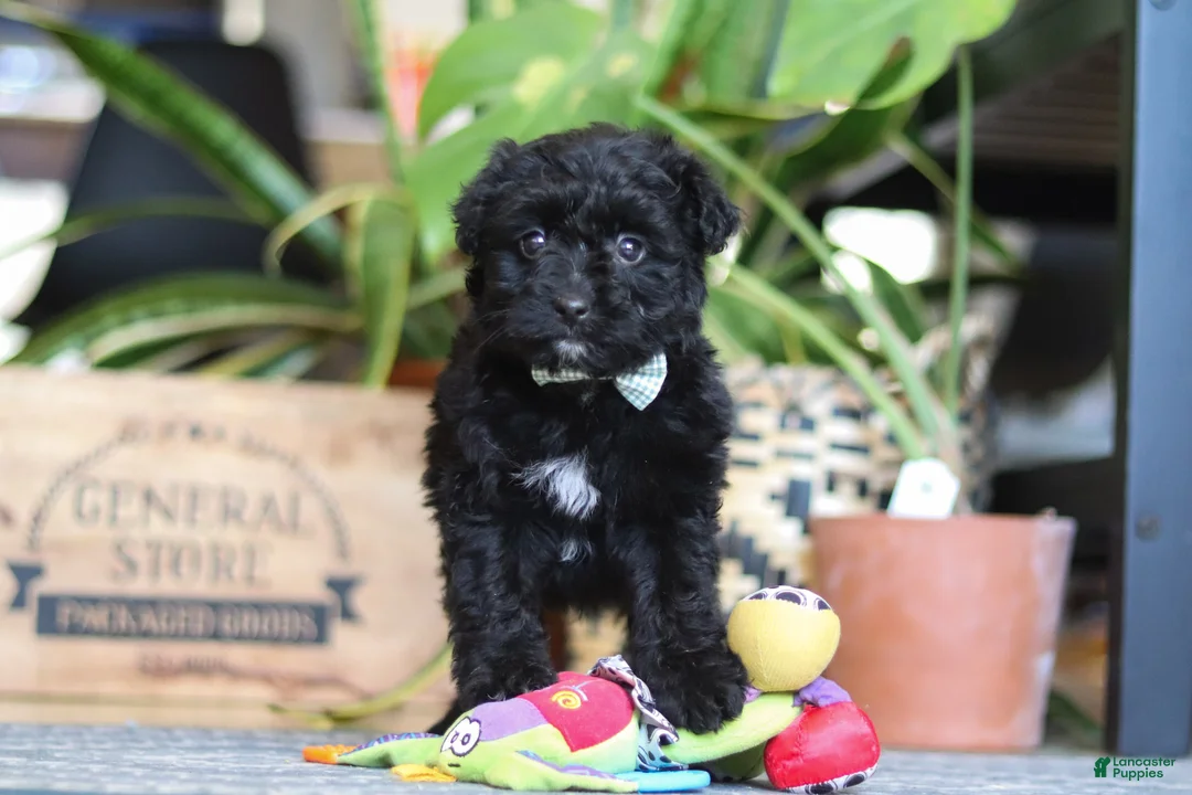 Mixed Breed dogs for sale: Shadow - Ad 6