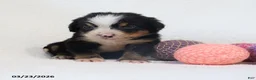 Bernese Mountain Dog dogs for sale: Maggie - Ad 1
