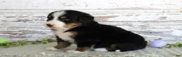 Bernese Mountain Dog dogs for sale: Macy - Ad 4
