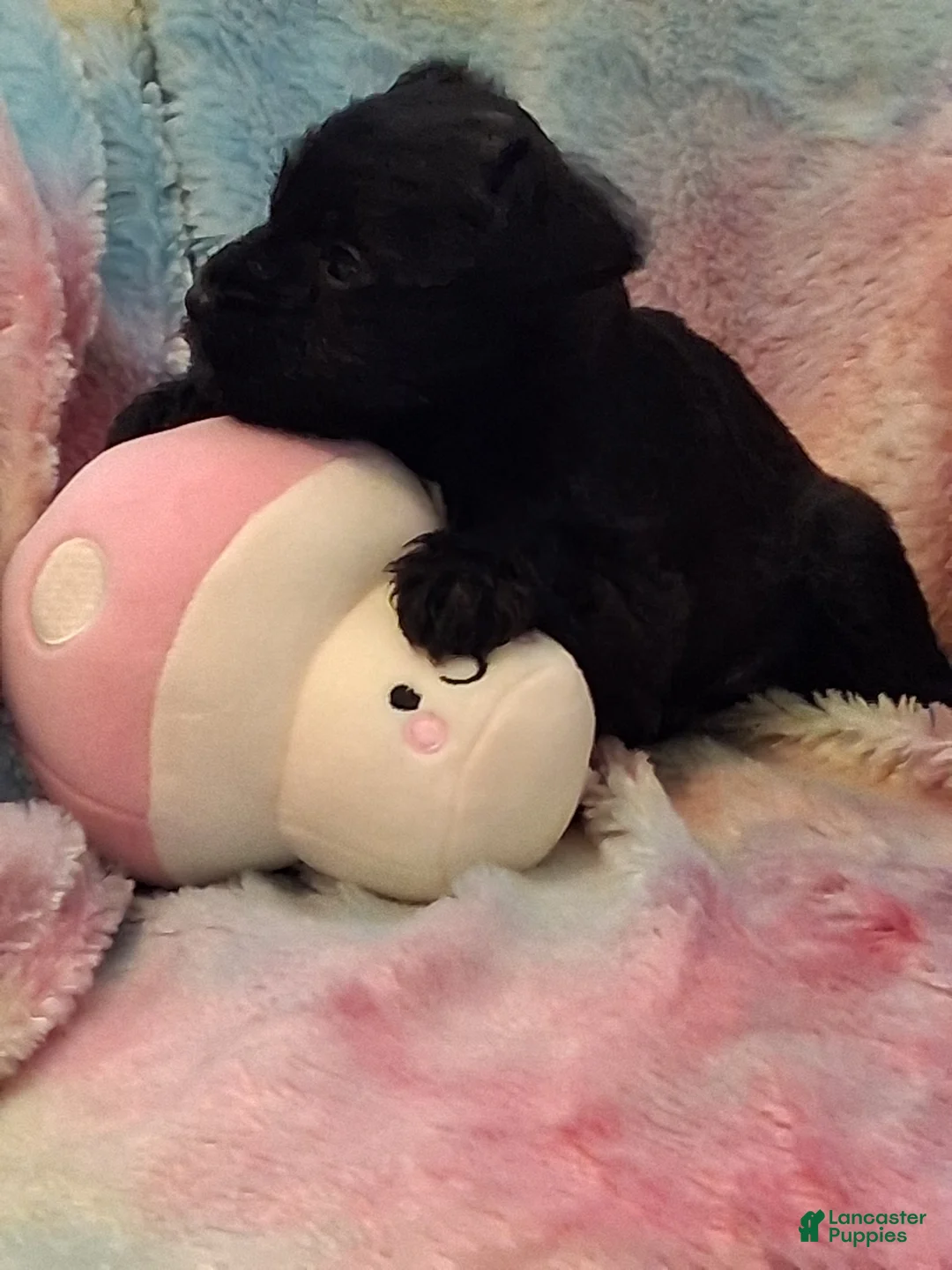 Miniature Schnauzer dogs for sale: Brownie AKC Miniature Schnauzer - Ad 3