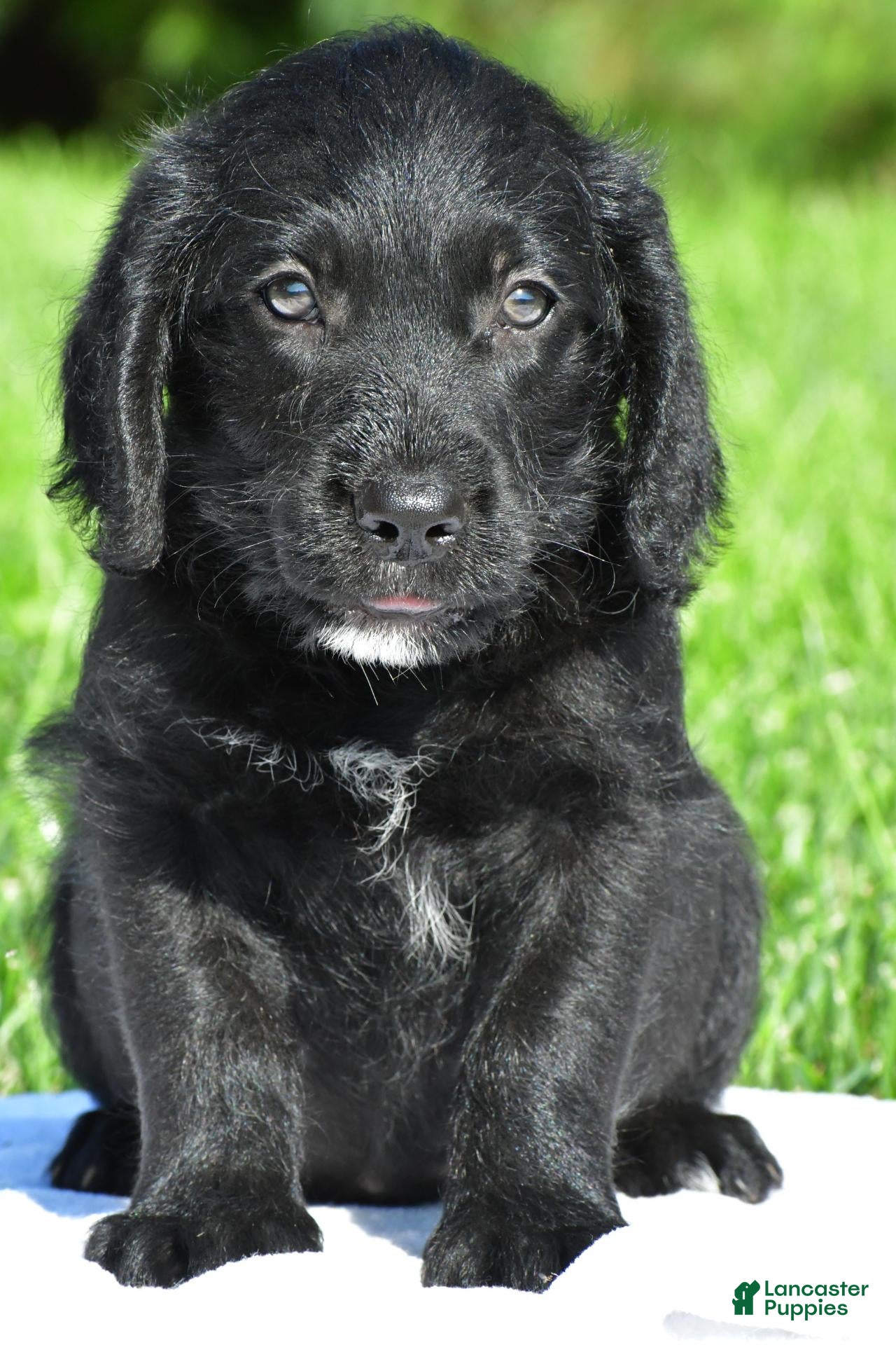 Labradoodle dogs Leo - Ad 39