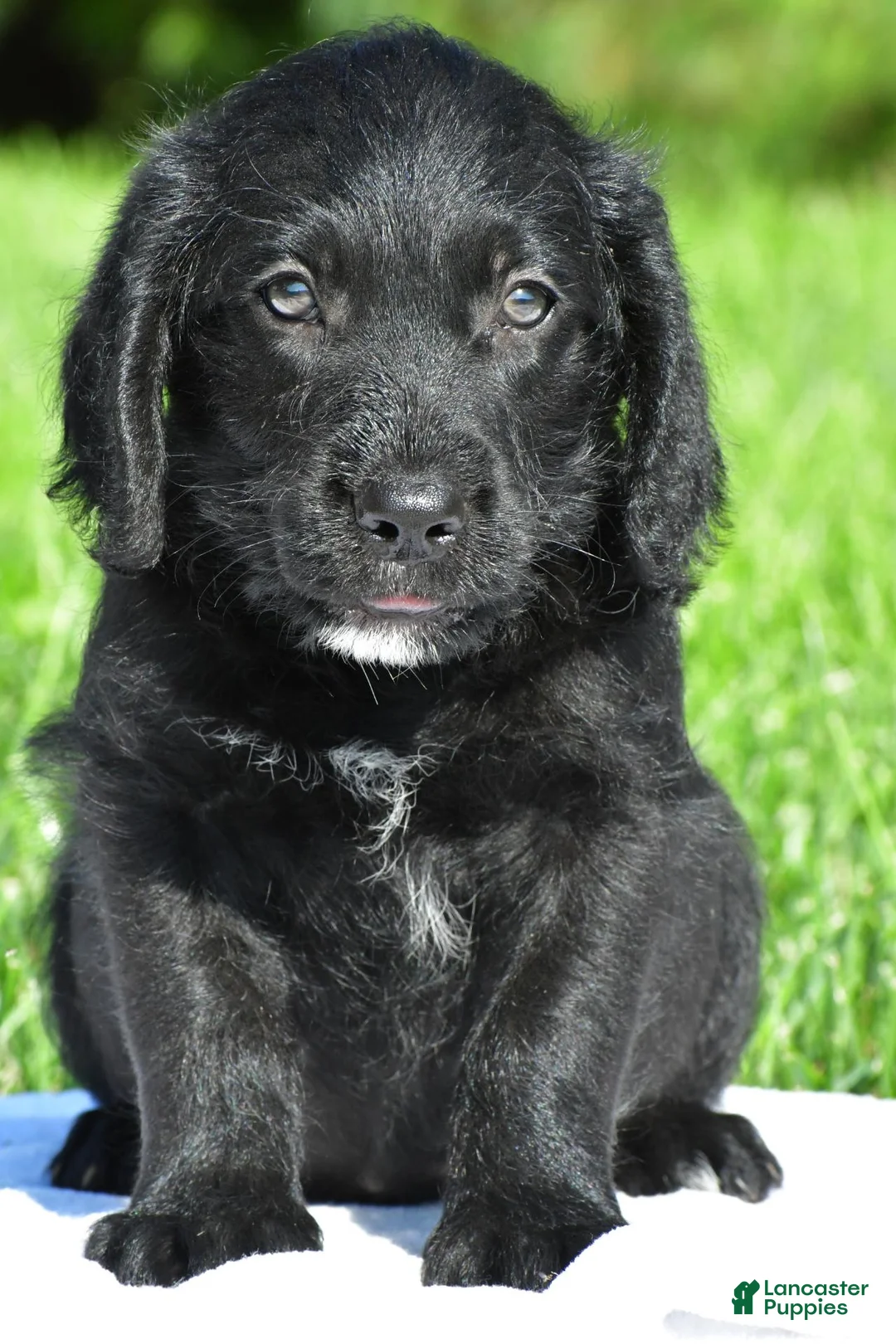 Labradoodle dogs for sale: Leo - Ad 1