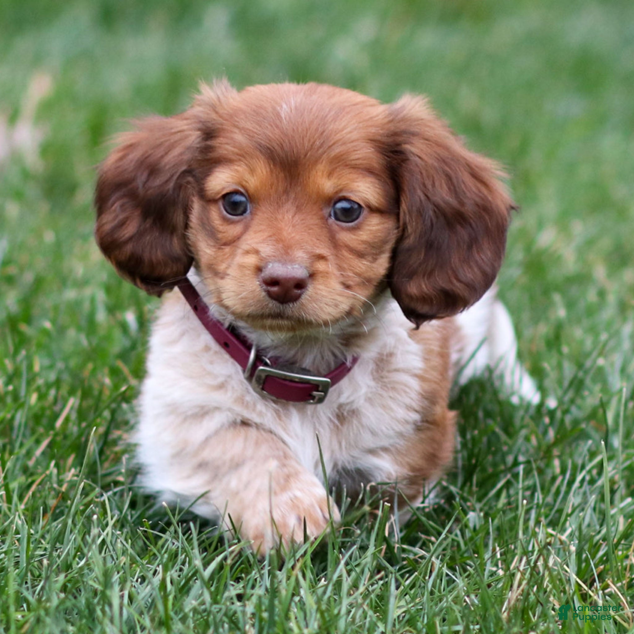 Dachshund dogs Hattie - Ad 29