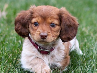 Dachshund dogs Hattie - Ad 5