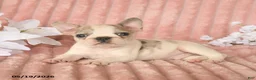 Frenchton dogs for sale: Spencer - Ad 4