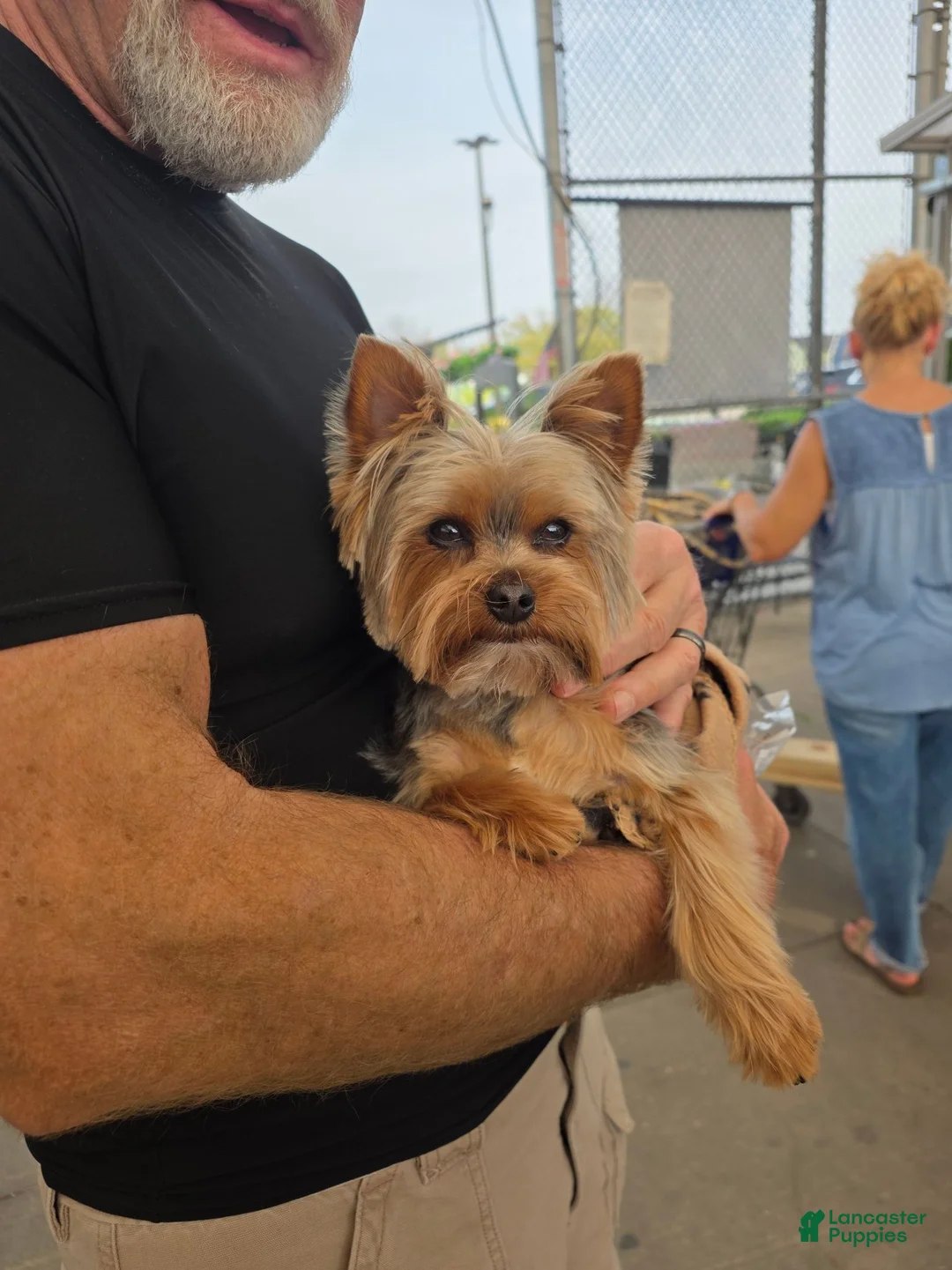 Yorkshire Terrier dogs for sale: Winston - Ad 11