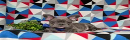 French Bulldog dogs for sale: Duffy - Ad 7