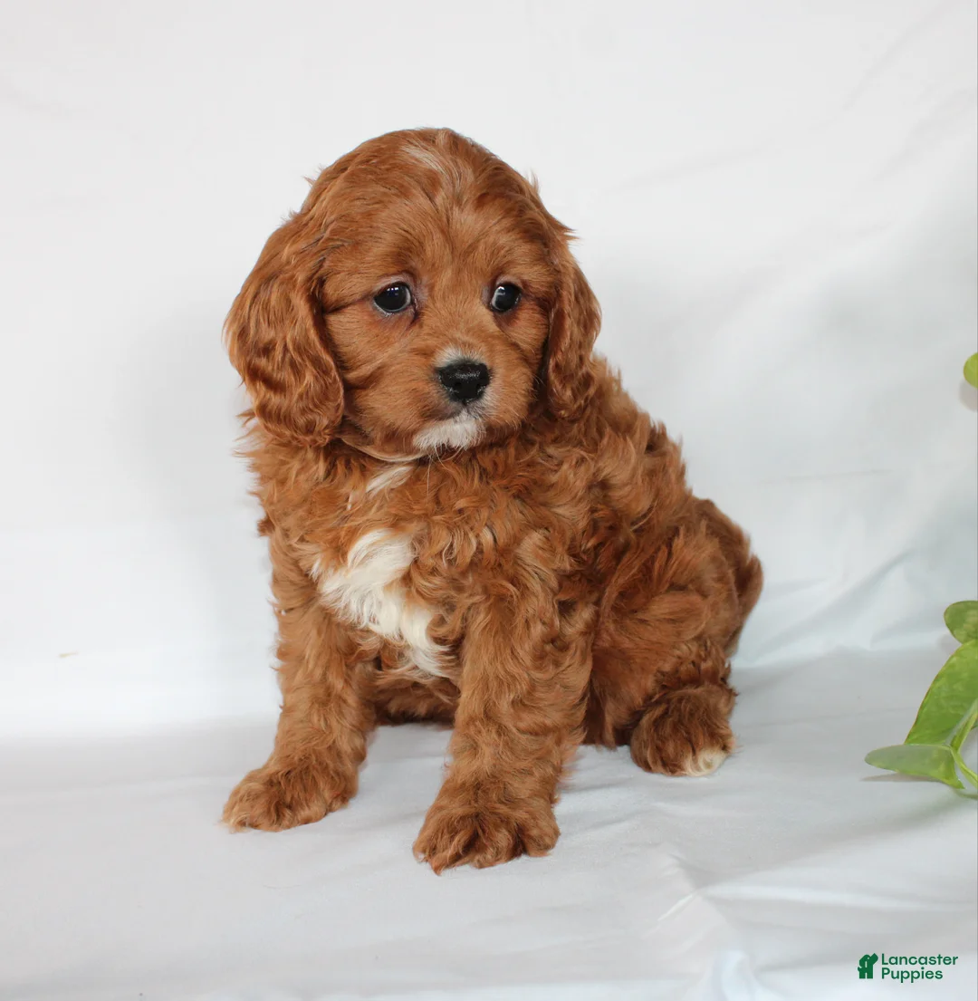 Cavapoo dogs for sale: Cindy - Ad 13
