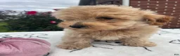 Yorkiepoo dogs for sale: Kenny - Ad 3
