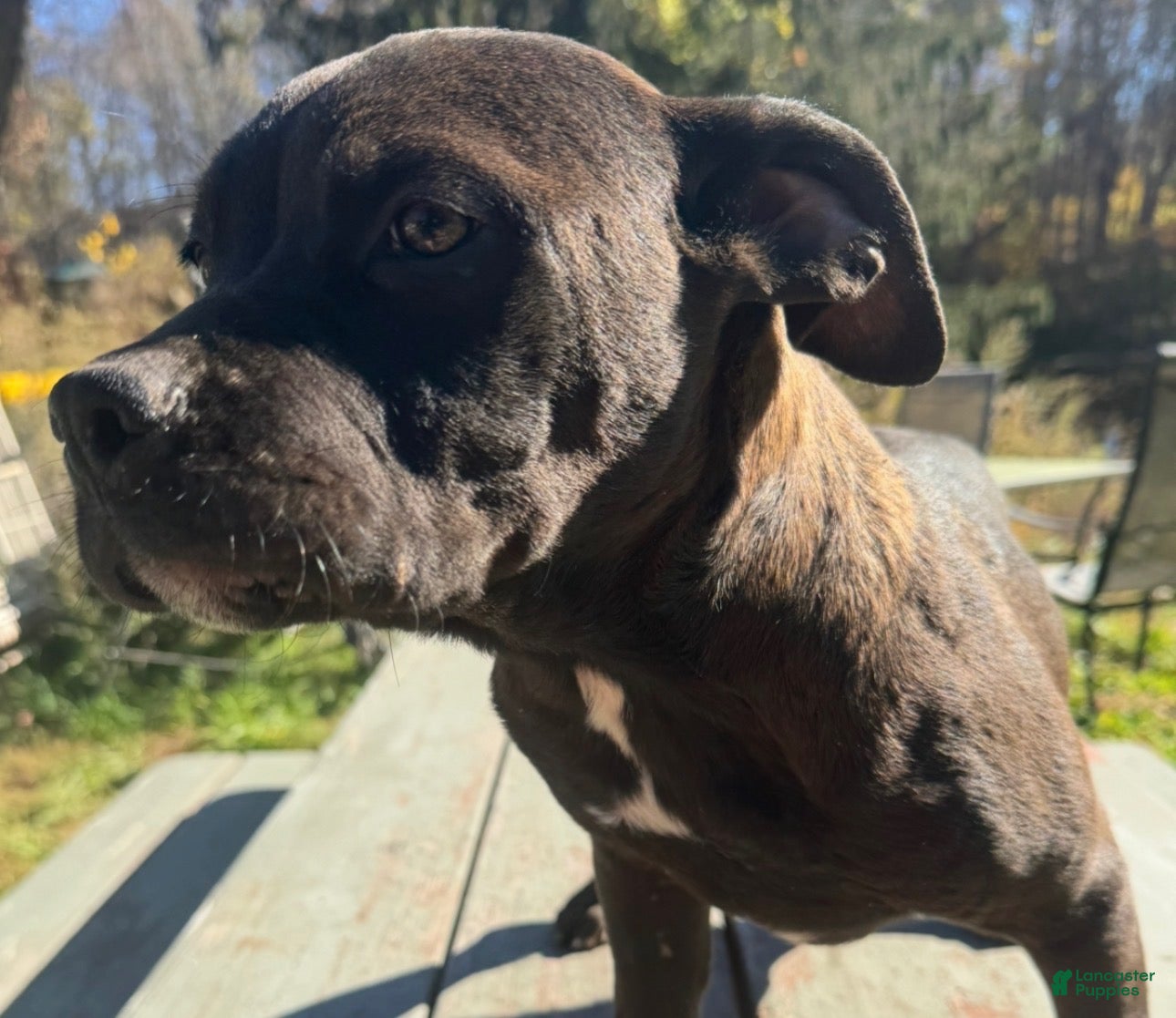 Mixed Breed dogs Mixed Breed Puppy 4 - Ad 12