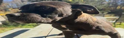 Mixed Breed dogs for sale: Mixed Breed Puppy 4 - Ad 1