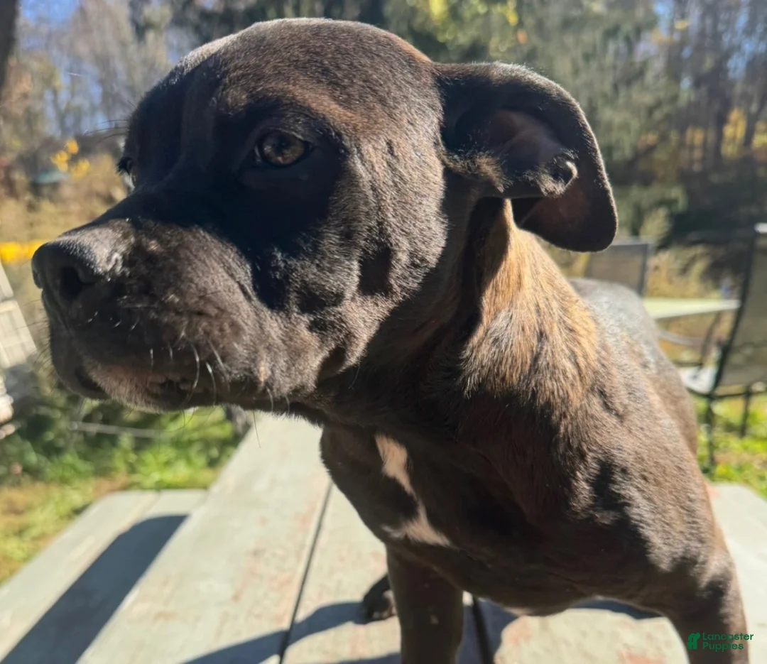 Mixed Breed dogs for sale: Mixed Breed Puppy 4 - Ad 1