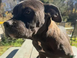 Mixed Breed dogs Mixed Breed Puppy 4 - Ad 12
