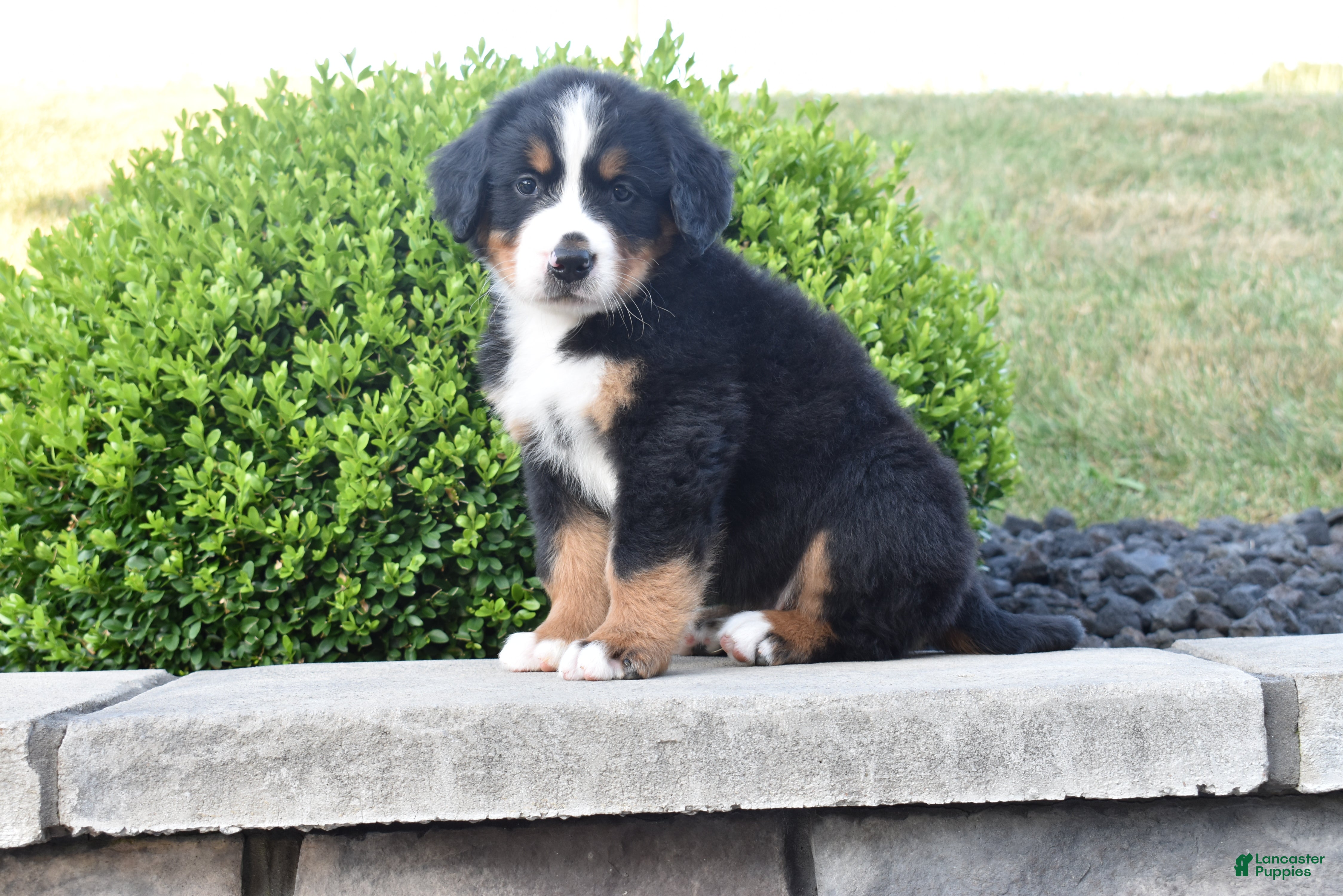 Bernese Mountain Dog dogs Buster  - Ad 2
