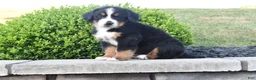 Bernese Mountain Dog dogs for sale: Buster  - Ad 2