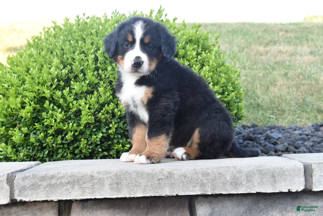 Bernese Mountain Dog dogs for sale: Buster  - Ad 2
