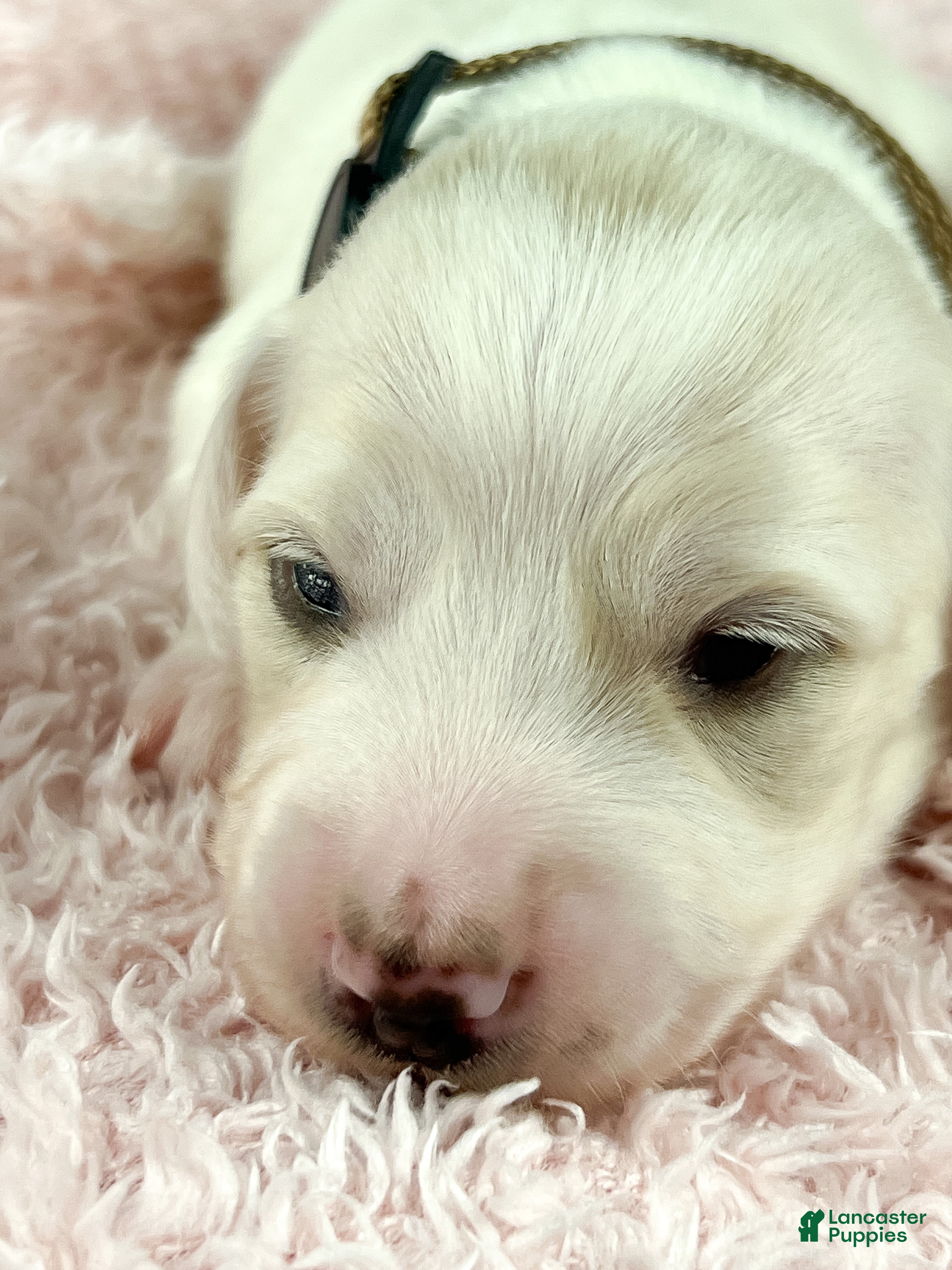 Miniature Dachshund dogs Pepperjack - Ad 13