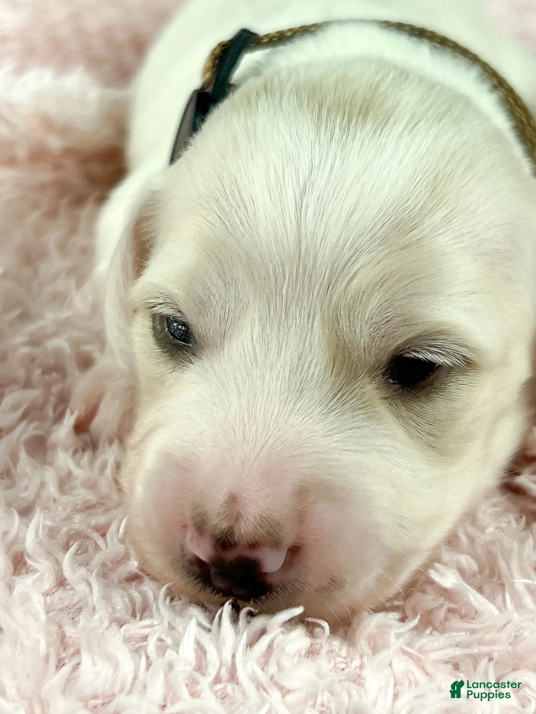 Miniature Dachshund dogs for sale: Pepperjack - Ad 1