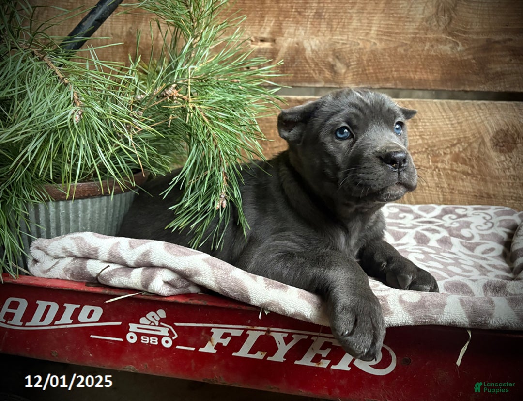 Cane Corso dogs for sale: Reba - Ad 4