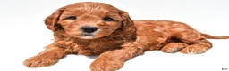 Mini Goldendoodle dogs for sale: Jane - Ad 8