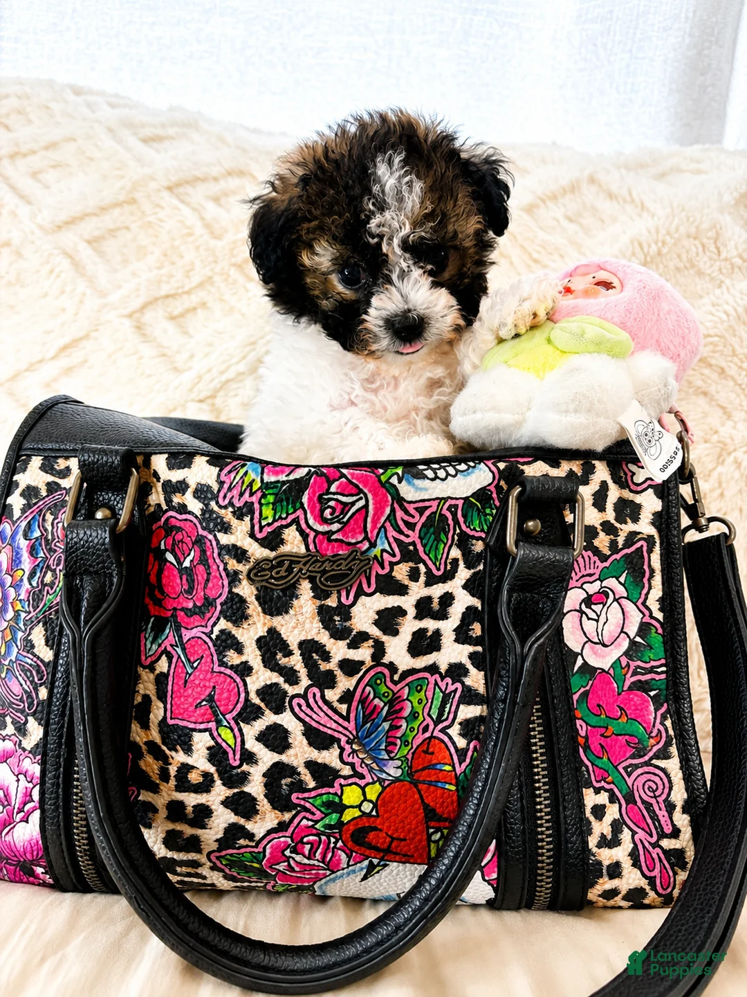 Maltipoo dogs for sale: Bear - Ad 2