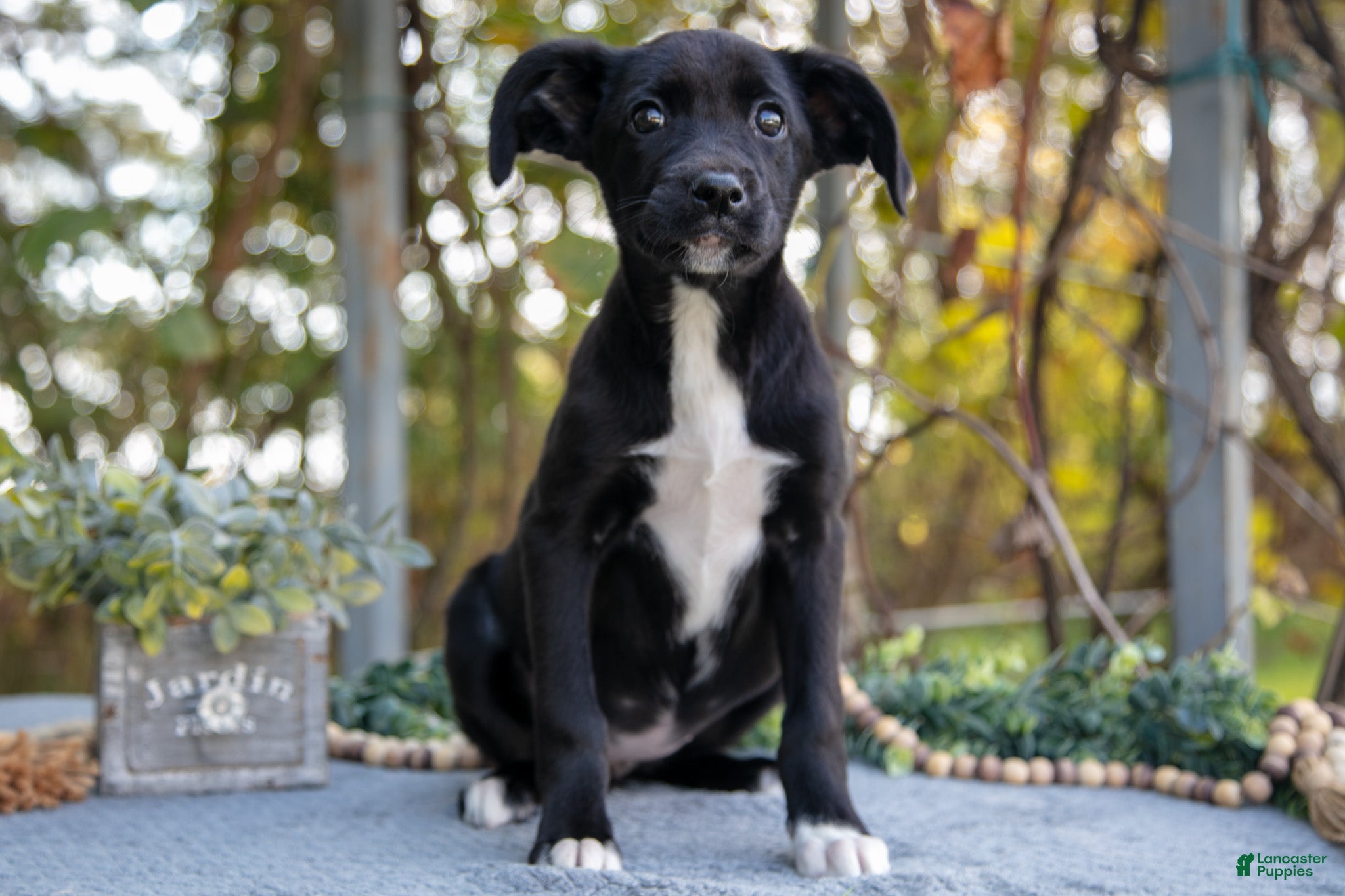 Mixed Breed dogs Destiny - Ad 4