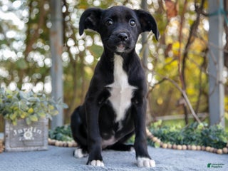 Mixed Breed dogs Destiny - Ad 10