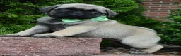Pug dogs for sale: Pearl - Ad 14