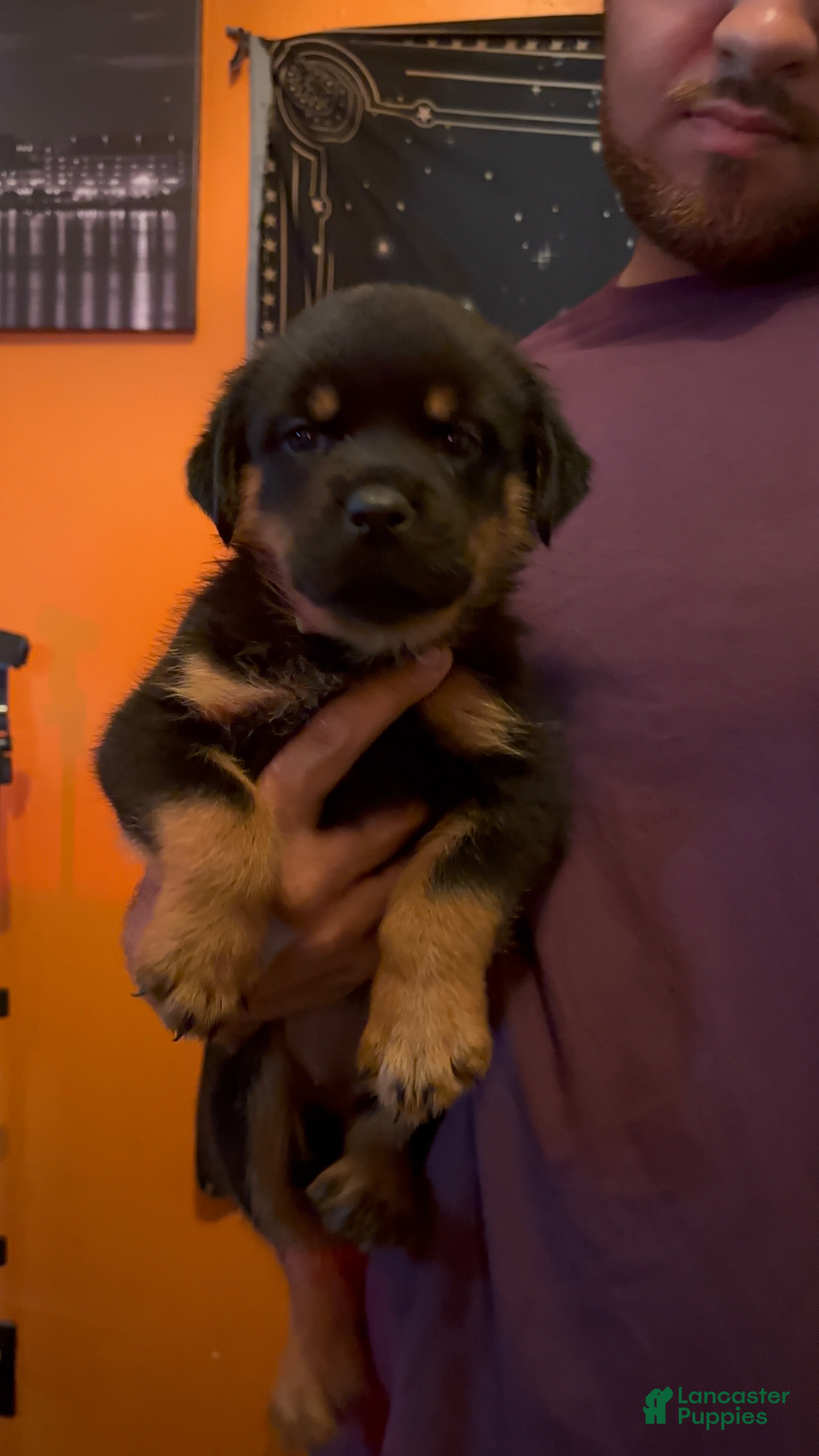 Rottweiler dogs for sale: Rottweiler Puppy 4 - Ad 1