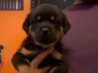 Rottweiler dogs for sale: Rottweiler Puppy 4 - Ad 1
