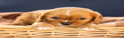 Cavalier King Charles Spaniel dogs for sale: Chuck - Ad 7