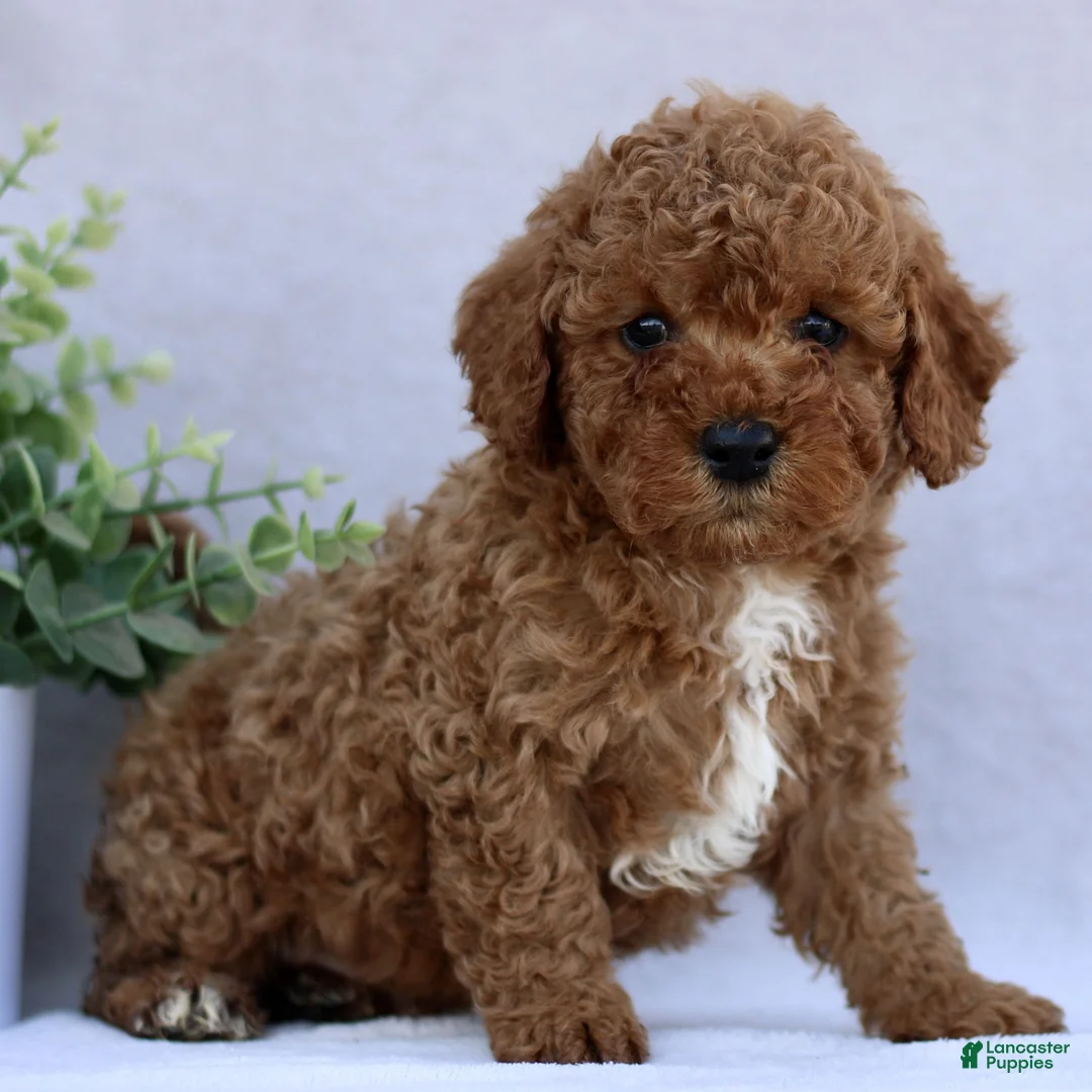 Mini Goldendoodle dogs for sale: Tommy  - Ad 1