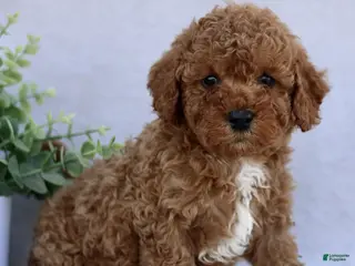 Mini Goldendoodle dogs for sale: Tommy - Ad 3