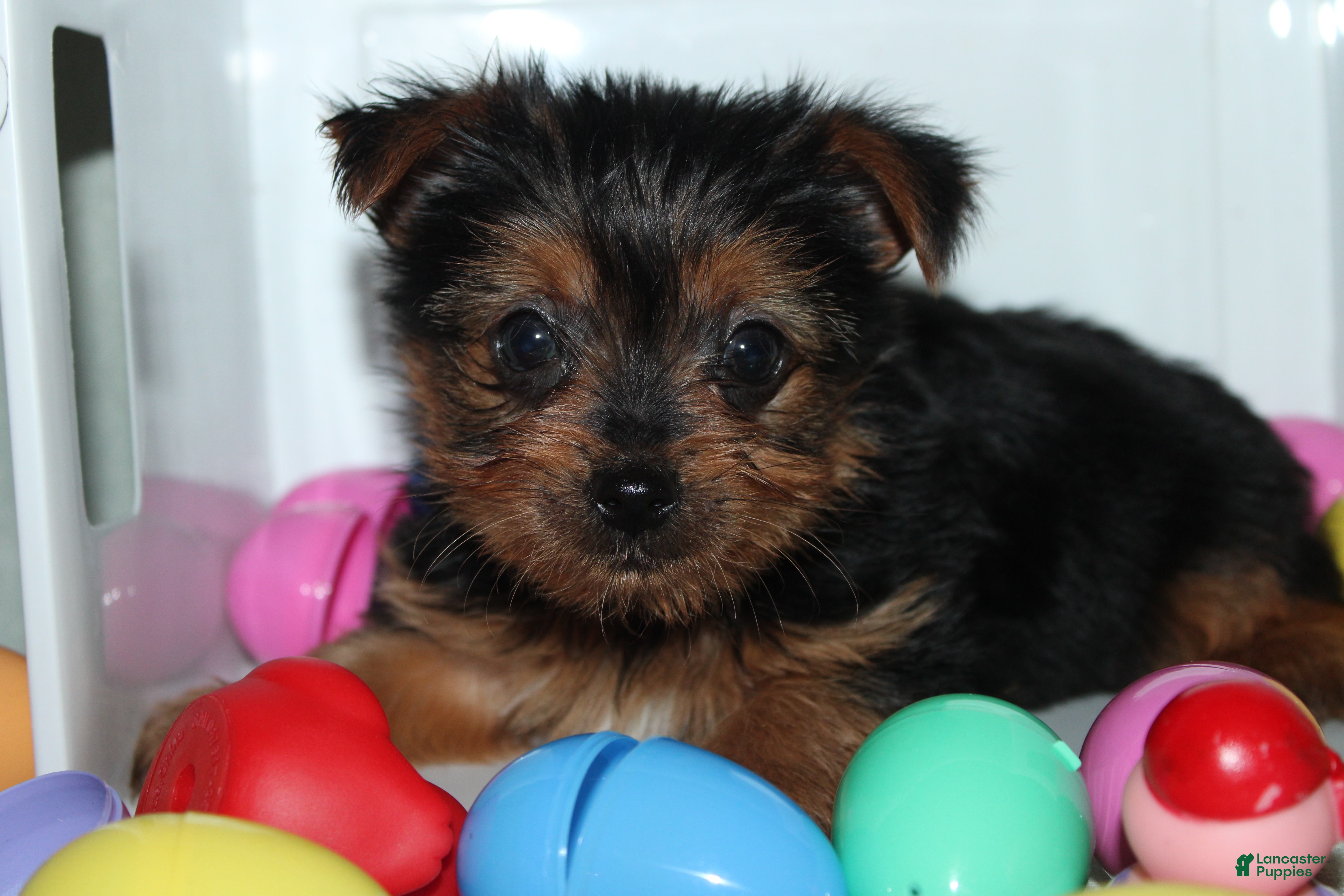 Yorkshire Terrier dogs Yorkshire Terrier Puppy 1 - Ad 34