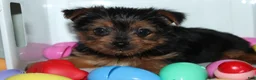 Yorkshire Terrier dogs for sale: Yorkshire Terrier Puppy 1 - Ad 1