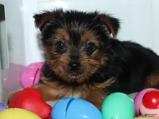 Yorkshire Terrier dogs Yorkshire Terrier Puppy 1 - Ad 34