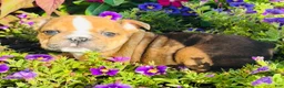 English Bulldog dogs for sale: Travis - 73713 - Ad 6