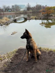 Drako