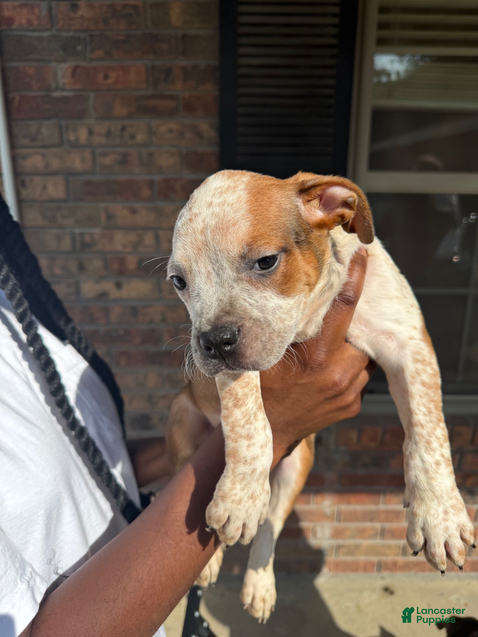 American Staffordshire Terrier dogs American Staffordshire Terrier 2 - Ad 10