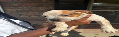 American Staffordshire Terrier 2