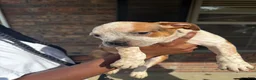 American Staffordshire Terrier dogs for sale: American Staffordshire Terrier 2 - Ad 1