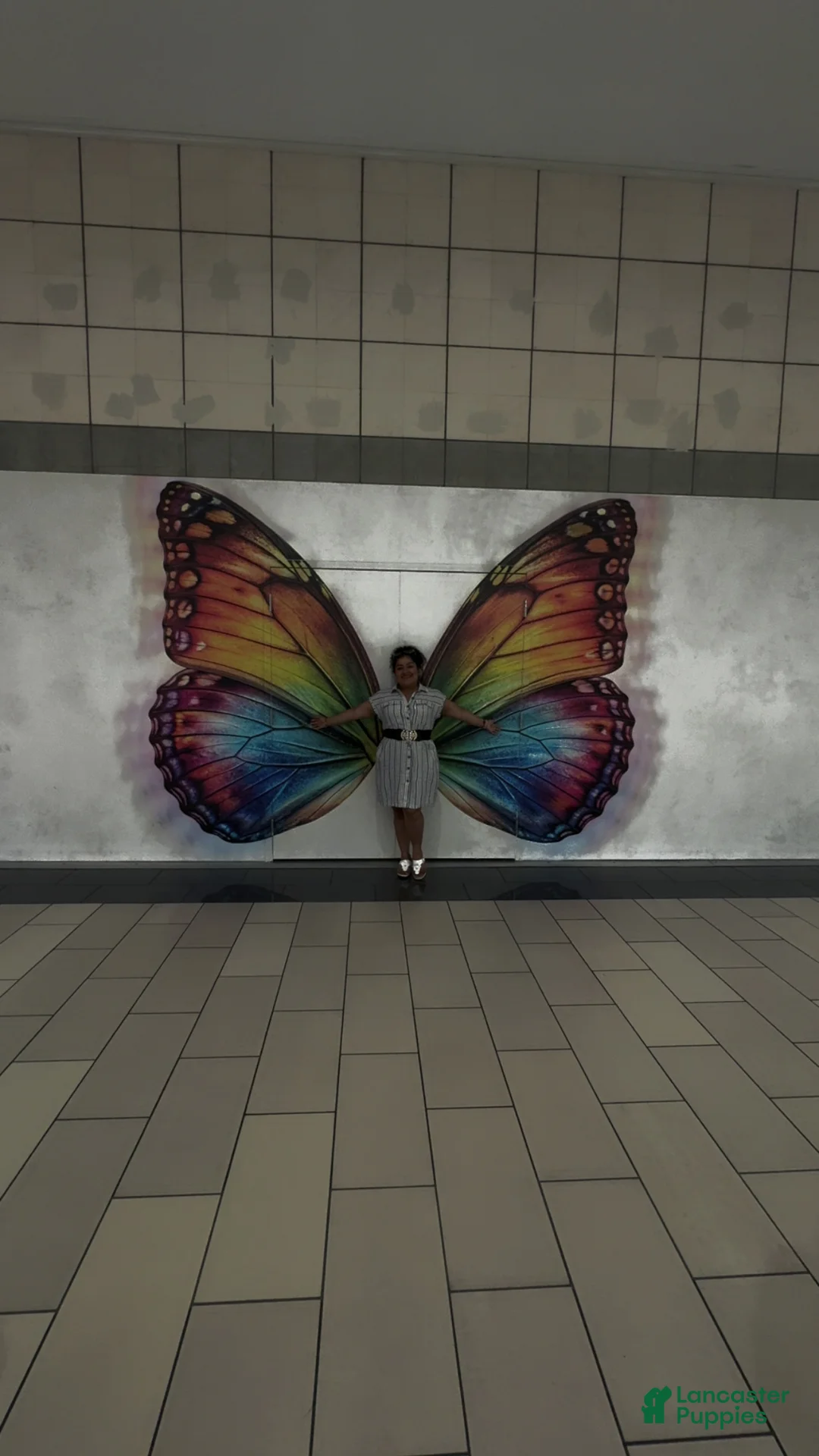 Bichon Frise dogs for sale: Bichon Frise Puppy 2 - Ad 6